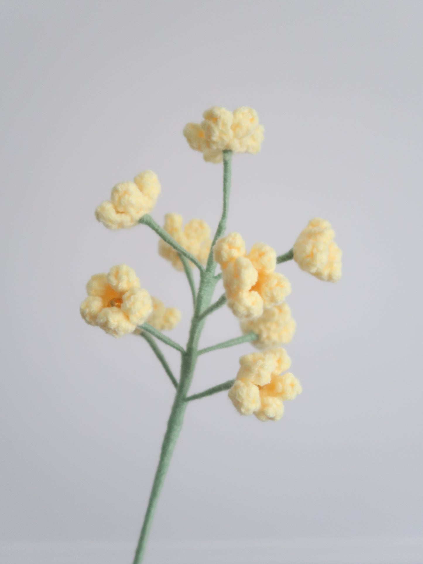 Mimosa