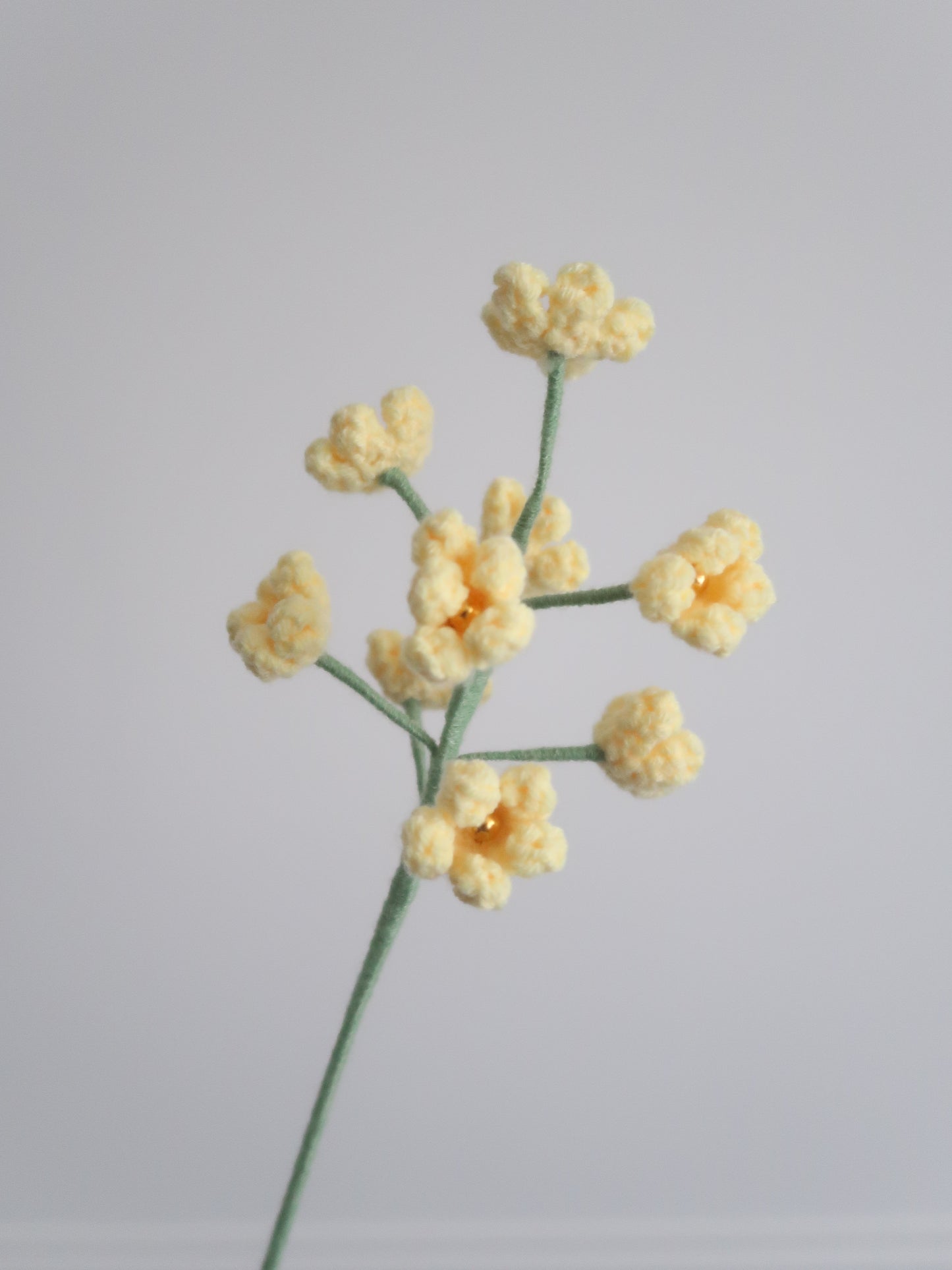 Mimosa