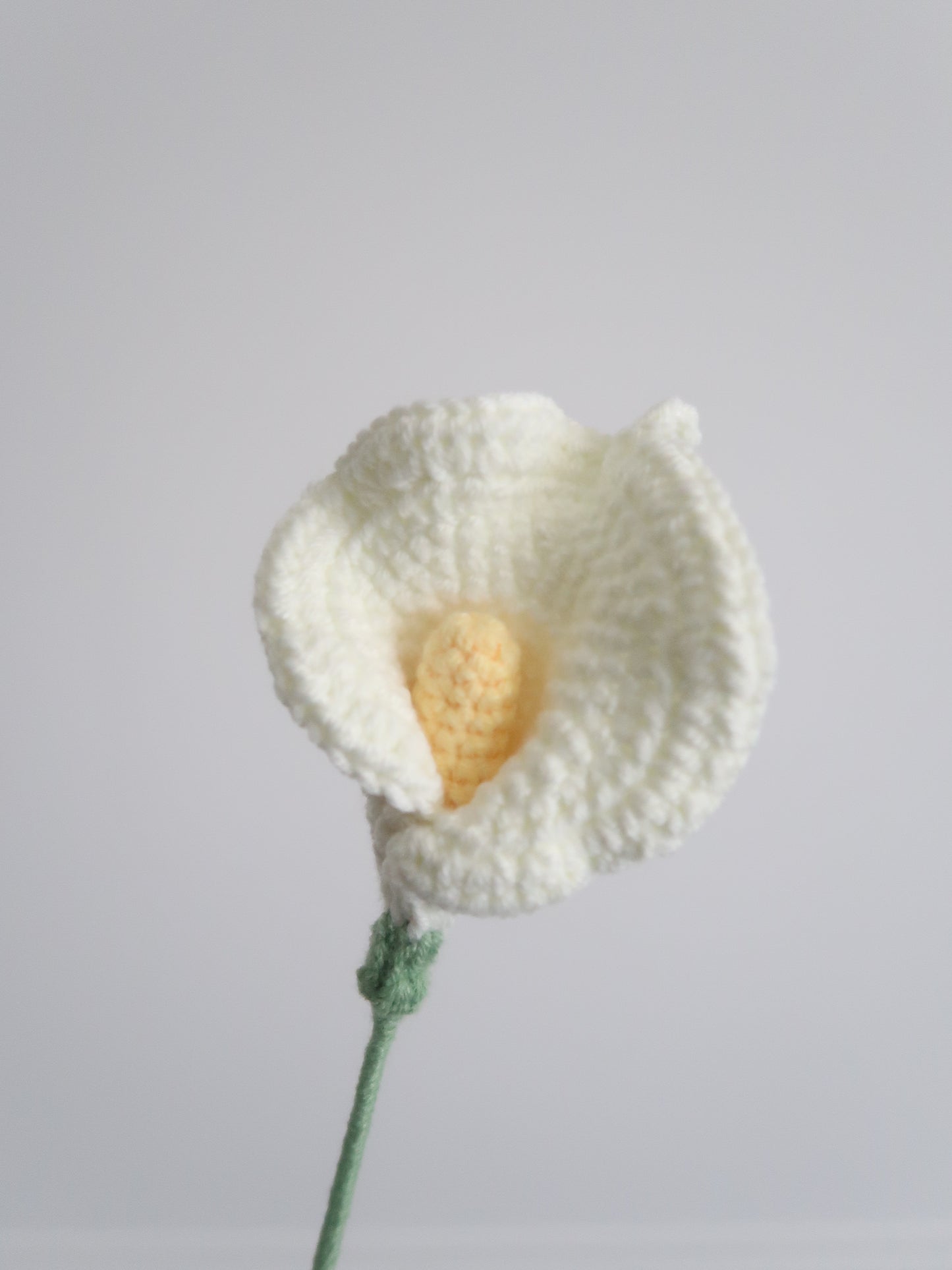 Aronskelk (Calla lelie)