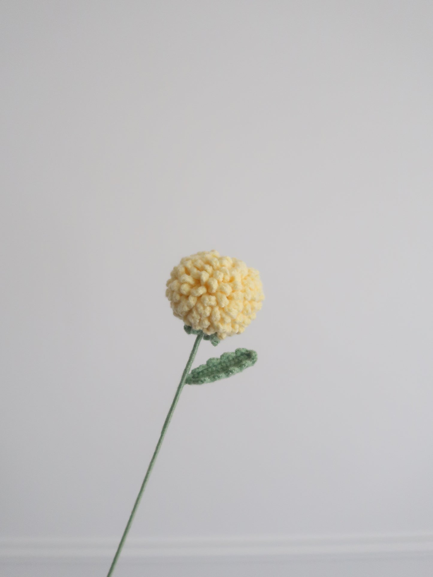 Chrysant pompon
