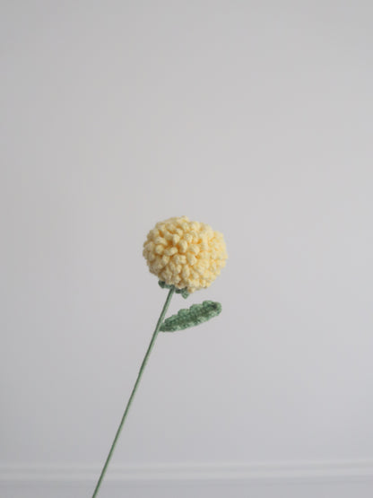 Chrysant pompon