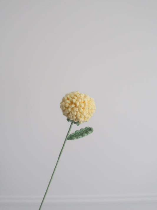 Chrysant pompon