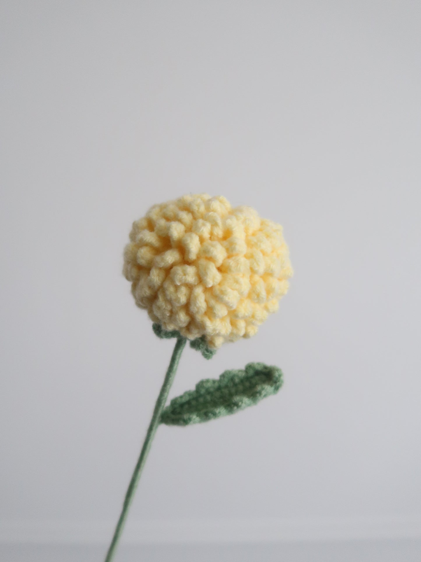 Chrysant pompon