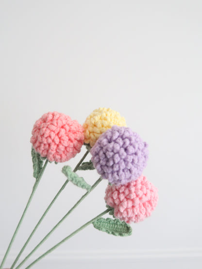 Chrysant pompon