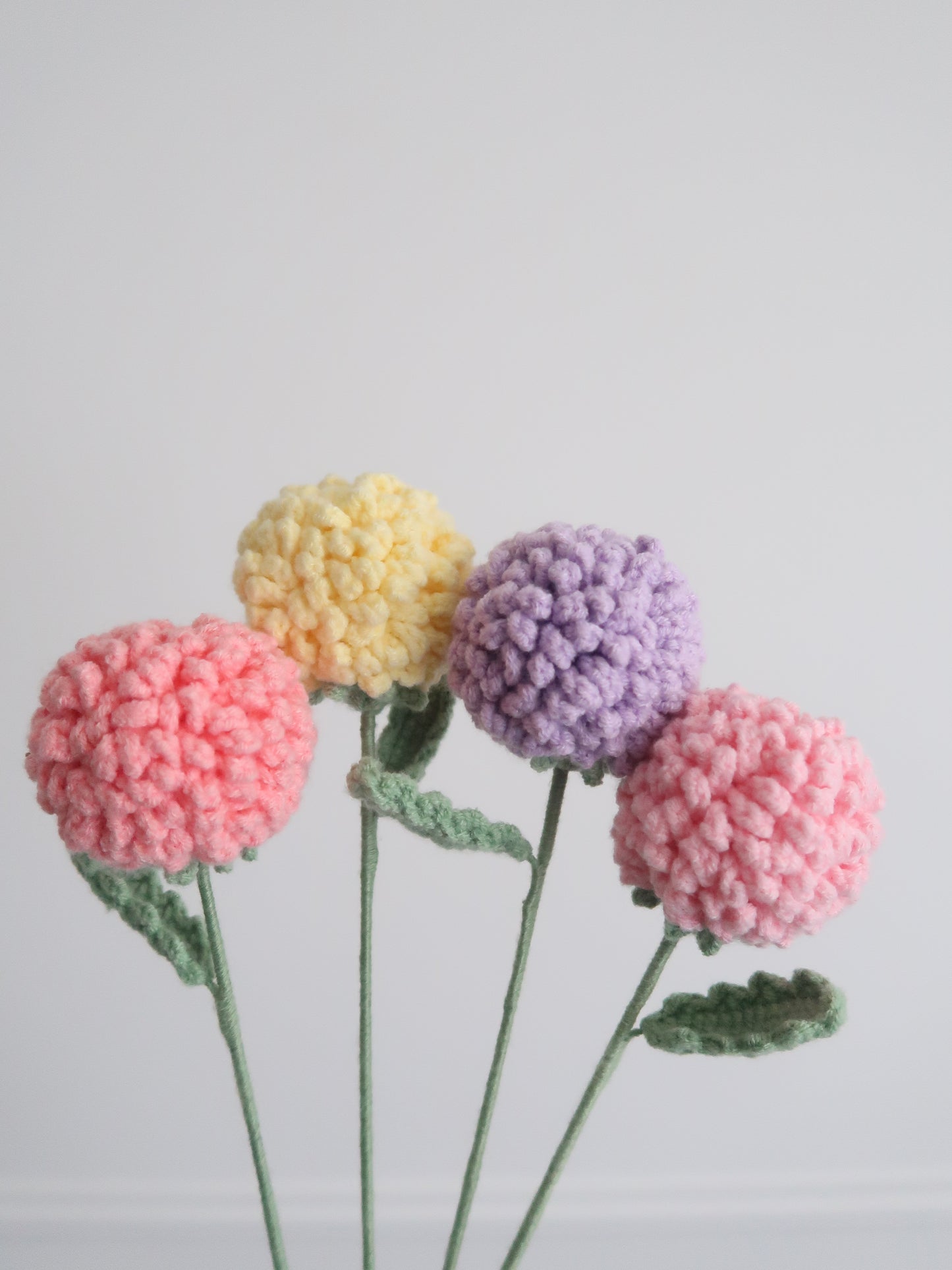 Chrysant pompon