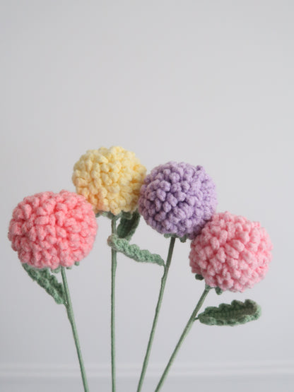 Chrysant pompon