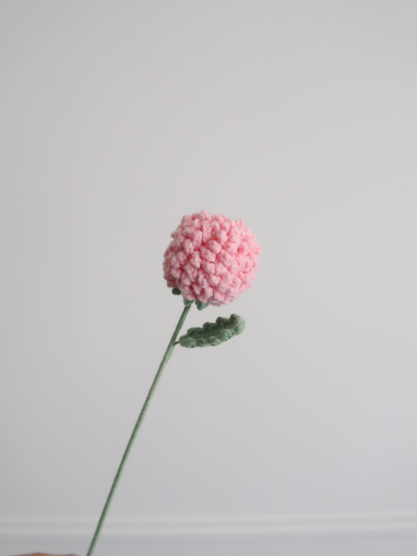 Chrysant pompon
