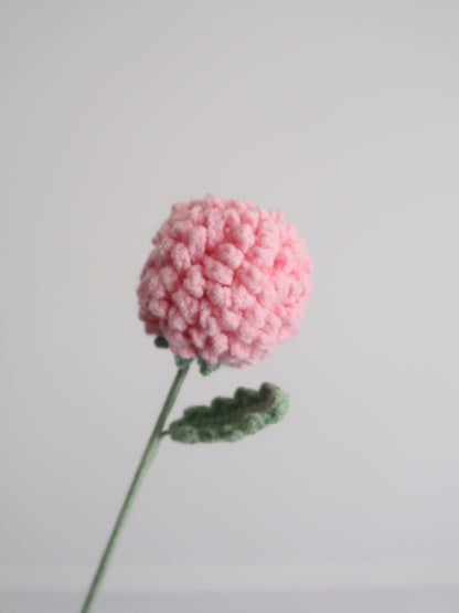Chrysant pompon