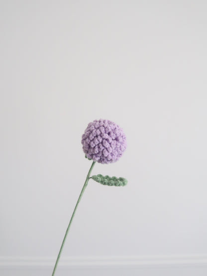 Chrysant pompon