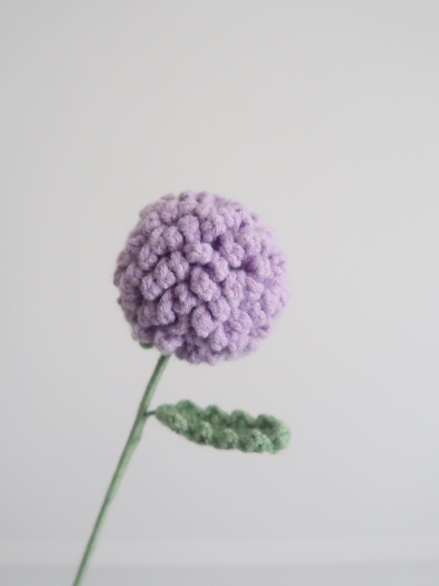Chrysant pompon