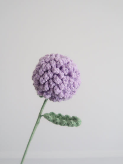 Chrysant pompon