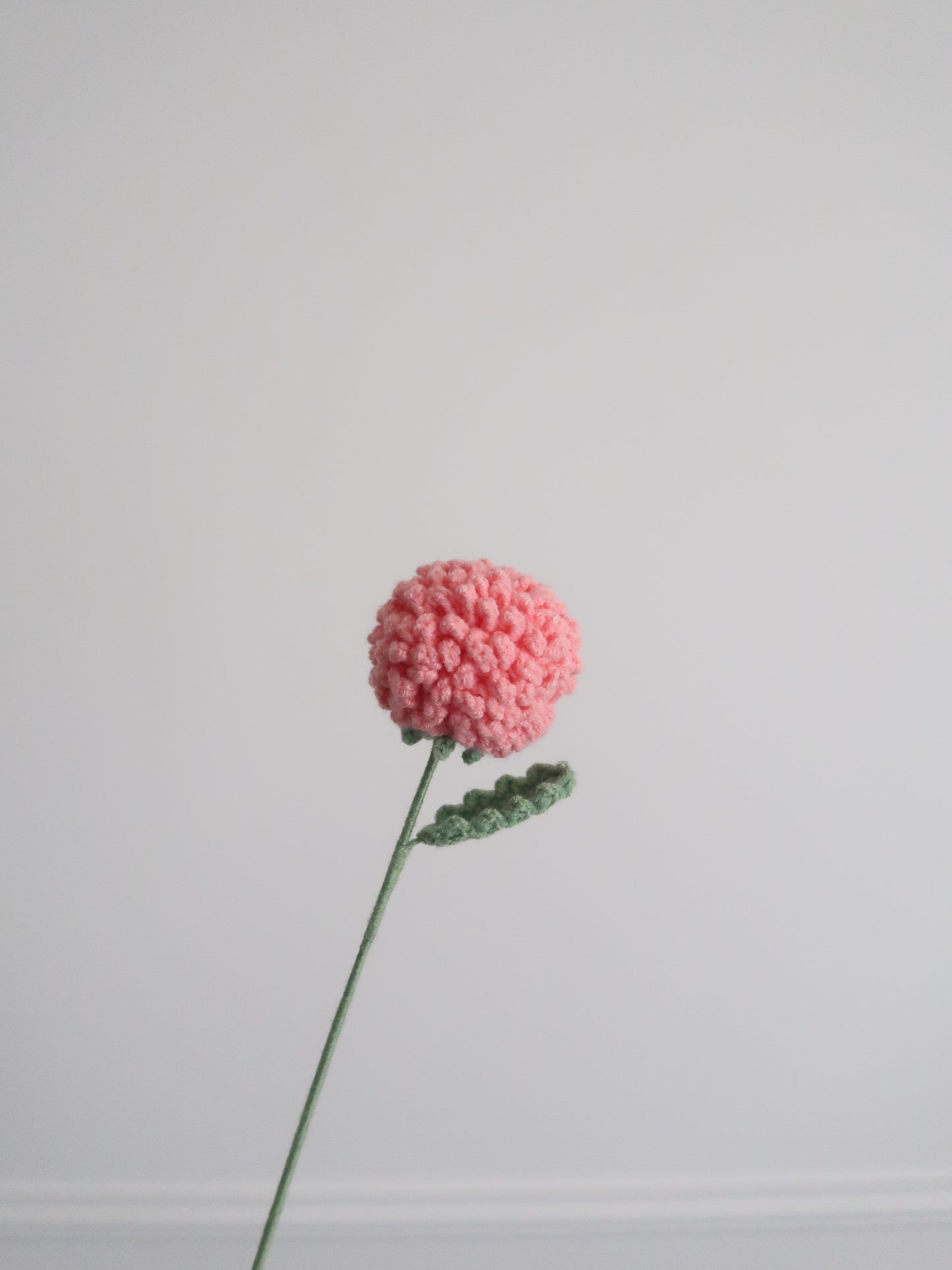 Chrysant pompon