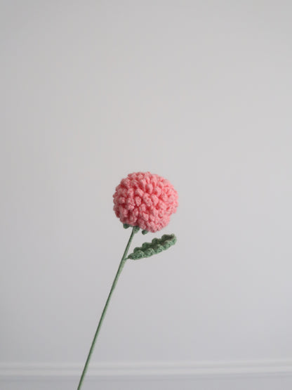 Chrysant pompon