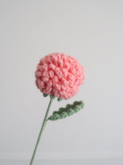 Chrysant pompon