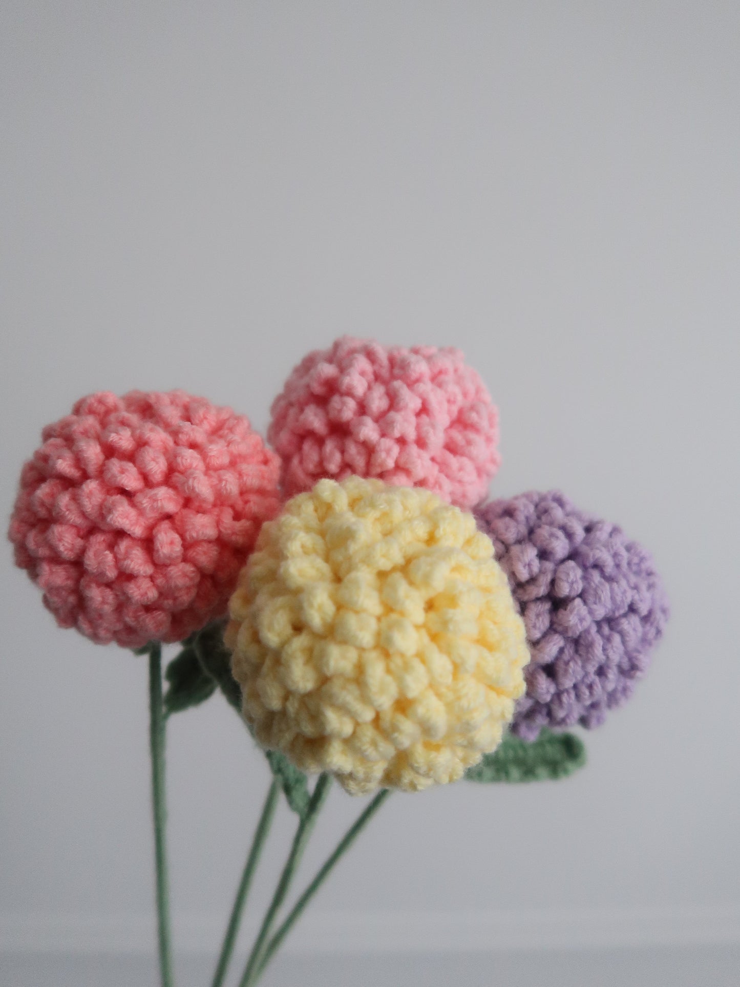 Chrysant pompon