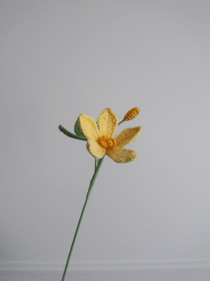 Clematis