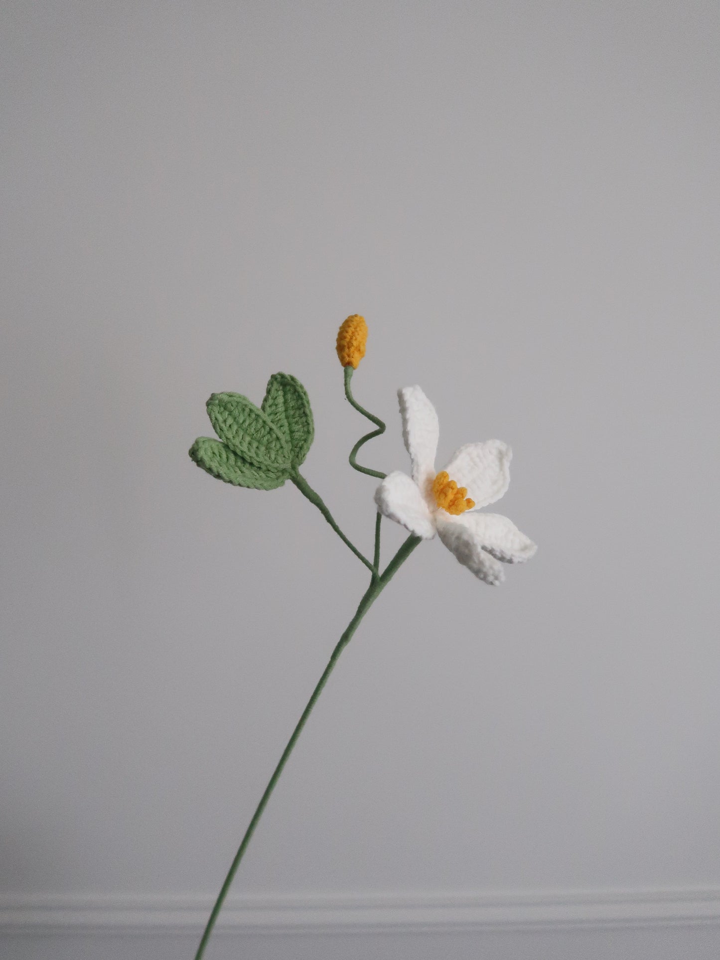 Clematis